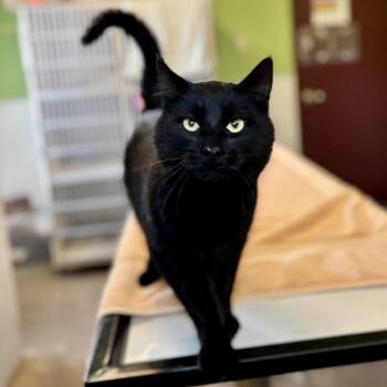 Domestic Short Hair Cats Available for Adoption - Godric | PetCurious