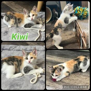 Kiwi -  Domestic Short Hair Cat for Adoption in Orangevale, California - Kiwi | PetCurious