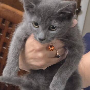 Sausage -  Domestic Short Hair and Russian Blue Cat for Adoption in Carmel, Indiana - Sausage | PetCurious