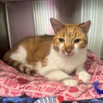 Watermelon Seed -  Domestic Short Hair Cat for Adoption in Dearborn, Michigan - Watermelon Seed | PetCurious