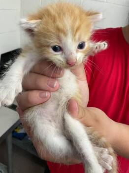 NEPTUNE -  Domestic Short Hair Cat for Adoption in San Bernardino, California - NEPTUNE | PetCurious