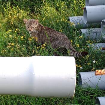 Rescue American Shorthair Cats for Adoption in Rochester, Minnesota - Found Cub Foods | PetCurious