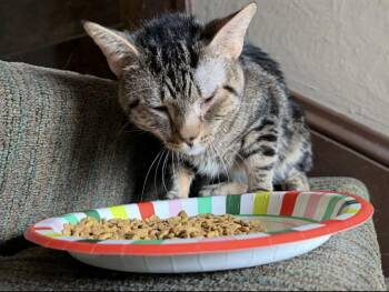 Domestic Short Hair Cats Available for Adoption - Tus Nua | PetCurious