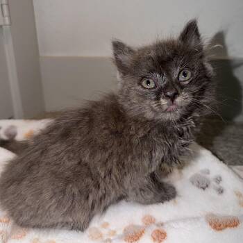 Domestic Long Hair Cats Available for Adoption in Jacksonville, Florida - Yoshi | PetCurious