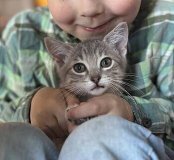 Domestic Short Hair Cats Available for Adoption in Frisco, Texas - Alexis Rose Kitty | PetCurious