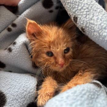 Domestic Short Hair Cats Available for Adoption in Kanab, Utah - Radcliffe | PetCurious