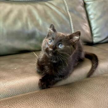 Jaguar -  Domestic Medium Hair Cat for Adoption in Lincoln, Nebraska - Jaguar | PetCurious