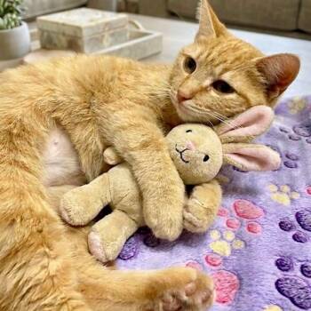 Tabby Cats Available for Adoption - Gretchen @ Livonia PetSmart | PetCurious