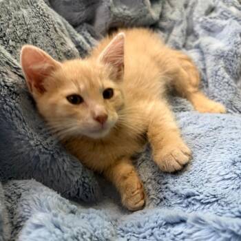 Eenie -  Domestic Short Hair Cat for Adoption in Manhattan, Kansas - Eenie | PetCurious