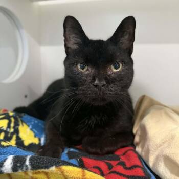 Domestic Short Hair Cats Available for Adoption - Nesbit | PetCurious