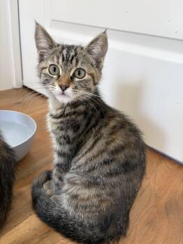 Penny -  Domestic Short Hair Cat for Adoption in Missoula, Montana - Penny | PetCurious