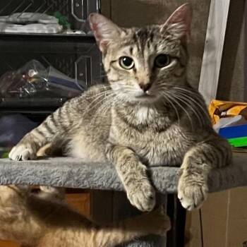 Mama Tracy -  American Shorthair Cat for Adoption in Mount Vernon, Arkansas - Mama Tracy | PetCurious