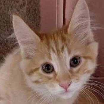 Marmalade -  Domestic Medium Hair Cat for Adoption in Libby, Montana - Marmalade | PetCurious