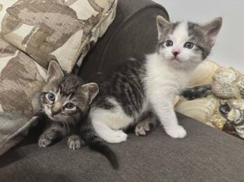 Domestic Short Hair Cats Available for Adoption in Bayonne, New Jersey - Squirt | PetCurious