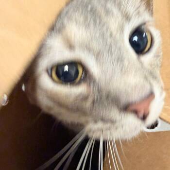 Ophelia -  Domestic Short Hair Cat for Adoption in Philadelphia, Pennsylvania - Ophelia | PetCurious