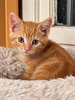Acorn -  Domestic Short Hair Cat for Adoption in Victor, New York - Acorn | PetCurious