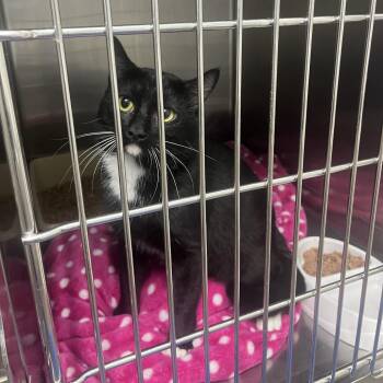 Domestic Short Hair Cats Available for Adoption in Franklin, North Carolina - Flapjack | PetCurious