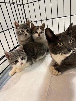 Avon -  Domestic Short Hair Cat for Adoption in Syracuse, New York - Avon | PetCurious
