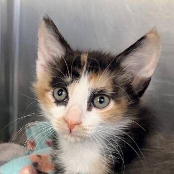 Poppy -  Domestic Short Hair Cat for Adoption in Palm Springs, California - Poppy | PetCurious