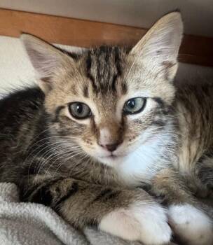 Andrew -  Tabby Cat for Adoption in Kennewick, Washington - Andrew | PetCurious
