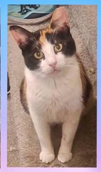 Pheobee -  Domestic Short Hair Cat for Adoption in Wilmington, North Carolina - Pheobee | PetCurious