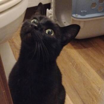 Felix -  Domestic Short Hair Cat Available for Adoption in Crescent City, California - Felix | PetCurious