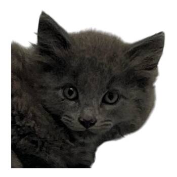 Bella -  Domestic Medium Hair Cat for Adoption in Springfield, Ohio - Bella | PetCurious