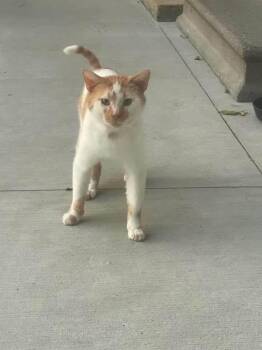 Rescue Domestic Short Hair Cats for Adoption in Hoyleton, Illinois - Rusty | PetCurious