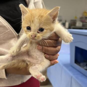 Sido-C -  Domestic Short Hair Cat for Adoption in East St. Louis, Illinois - Sido-C | PetCurious