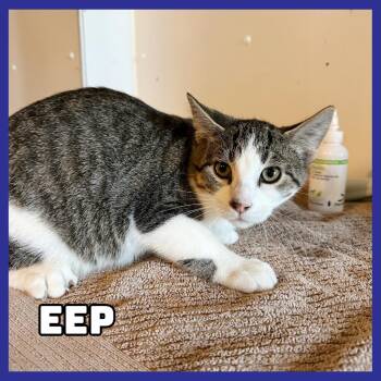 Eep -  Domestic Short Hair Cat for Adoption in Glenwood, Minnesota - Eep | PetCurious