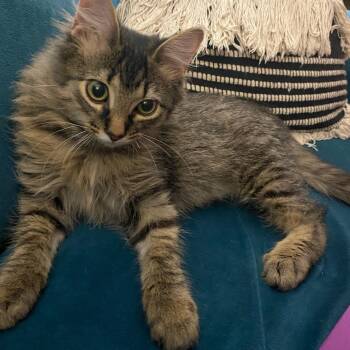 Rescue Tabby Cats for Adoption in Wyandotte, Michigan - S