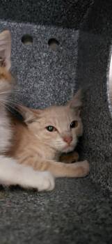 S-1822-25 -  Domestic Short Hair Cat for Adoption in Henderson, North Carolina - S-1822-25 | PetCurious