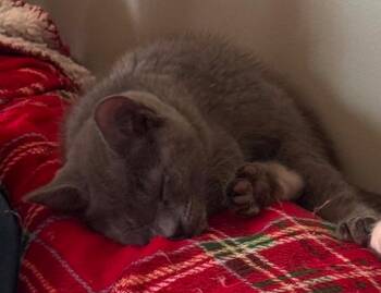 Domestic Short Hair Cats Available for Adoption in Gorham, Maine - Thompson | PetCurious