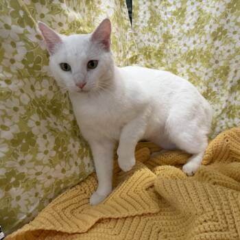Bai Yu -  American Shorthair Cat for Adoption in Allen, Texas - Bai Yu | PetCurious
