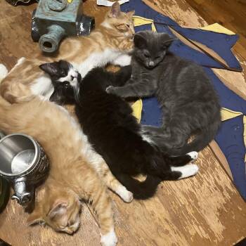 Airess -  Domestic Long Hair Cat for Adoption in Washougal, Washington - Airess | PetCurious