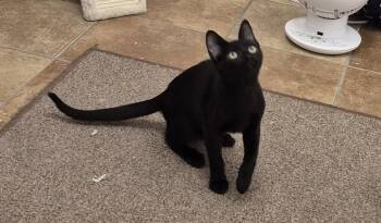 Scout -  Domestic Short Hair Cat for Adoption in South Bend, Indiana - Scout | PetCurious