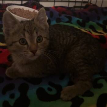 Domestic Short Hair Cats Available for Adoption - Dawg | PetCurious