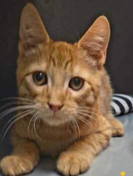 Rescue Domestic Short Hair Cats for Adoption in Hazlet, New Jersey - Georgie | PetCurious