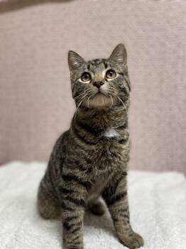 Domestic Short Hair Cats Available for Adoption - Ripto | PetCurious