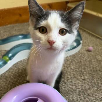 Rice Krispies (must adopt with Mini Wheats) -  Domestic Short Hair Cat for Adoption in New Bedford, Massachusetts - Rice Krispies (must Adopt With Mini Wheats) | PetCurious