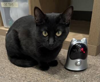 Rescue Domestic Short Hair Cats for Adoption in Sault Ste. Marie, Michigan - Spooky | PetCurious
