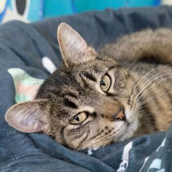 Domestic Short Hair Cats Available for Adoption in Mckean, Pennsylvania - Doja Cat | PetCurious
