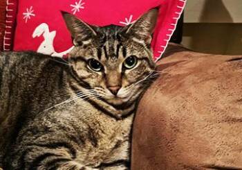 Rescue Domestic Short Hair Cats for Adoption in New Orleans, Louisiana - Seven--- URGENT: I Want To Live!!!! | PetCurious