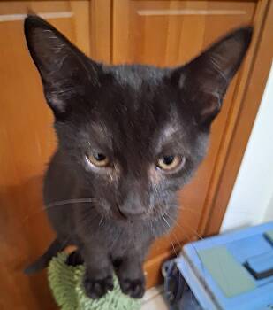 Blanche the Sweet Girl -  Domestic Short Hair Cat for Adoption in Oviedo, Florida - Blanche The Sweet Girl | PetCurious