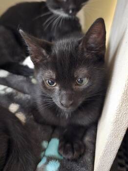 Domestic Short Hair Cats Available for Adoption in Ruskin, Florida - Tomato | PetCurious