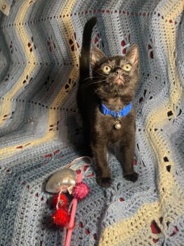 Rescue Domestic Short Hair Cats for Adoption in Rockaway, New Jersey - Hershey's Twix KITTEN | PetCurious