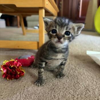 Bobbin -  Domestic Short Hair Cat for Adoption in Chattanooga, Tennessee - Bobbin | PetCurious