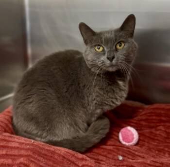 Domestic Short Hair and Russian Blue Cats Available for Adoption in Jamestown, California - Sammy | PetCurious