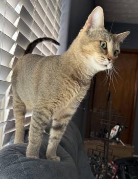 Scarlet Oak -  Domestic Short Hair Cat for Adoption in Franklin, Ohio - Scarlet Oak | PetCurious