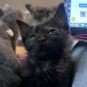 Nelly Furrtado -  Domestic Medium Hair Cat for Adoption in Durham, North Carolina - Nelly Furrtado | PetCurious